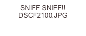 SNIFF SNIFF!! DSCF2100.JPG