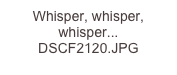 Whisper, whisper, whisper... DSCF2120.JPG